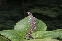 Plectranthus malabaricus
